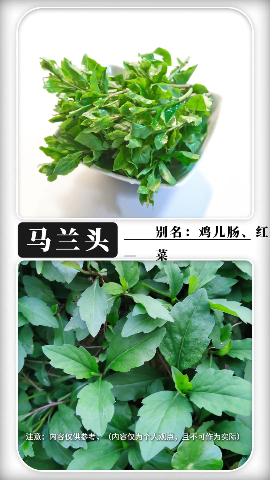 春天里的野菜都有哪些?你都认识几种呢,你还知道哪些呢?