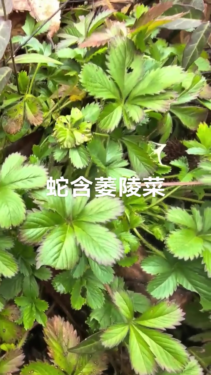 蛇含萎陵菜,别名五匹风,它是蔷薇科植物,不知道你的家乡有没有这个植物,有什么作用大家一起分