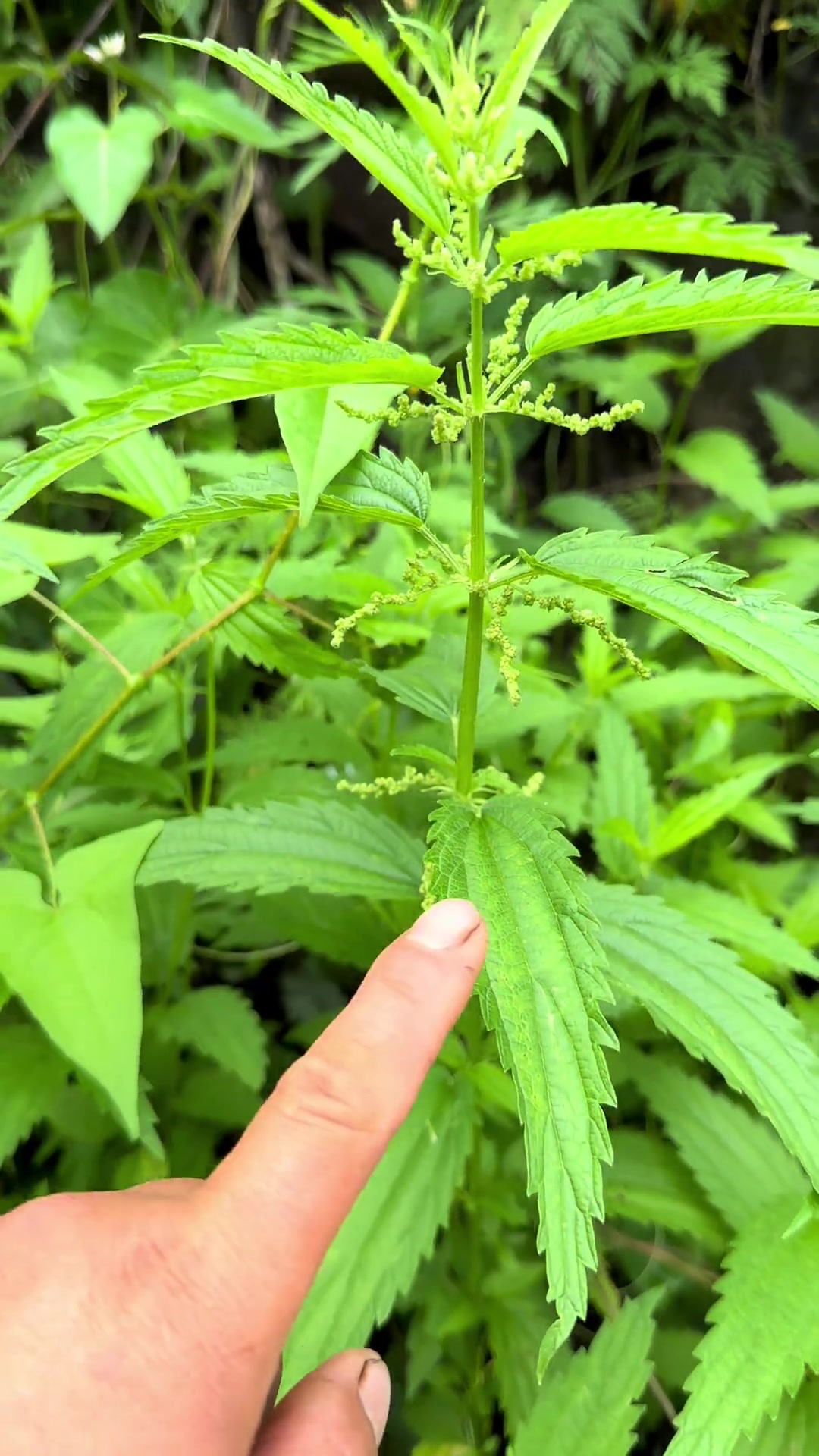 蜇麻子学名叫荨麻