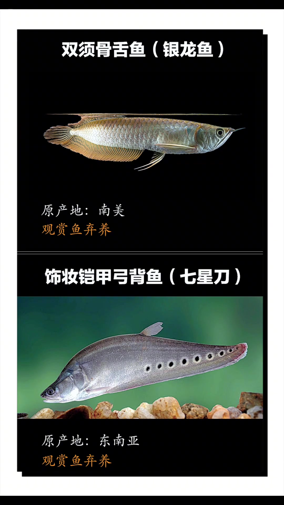 国外引入的外来与入侵种以上这些鱼类是钓友平常能见到的,由国外引入的外来与入侵鱼类,国内跨水