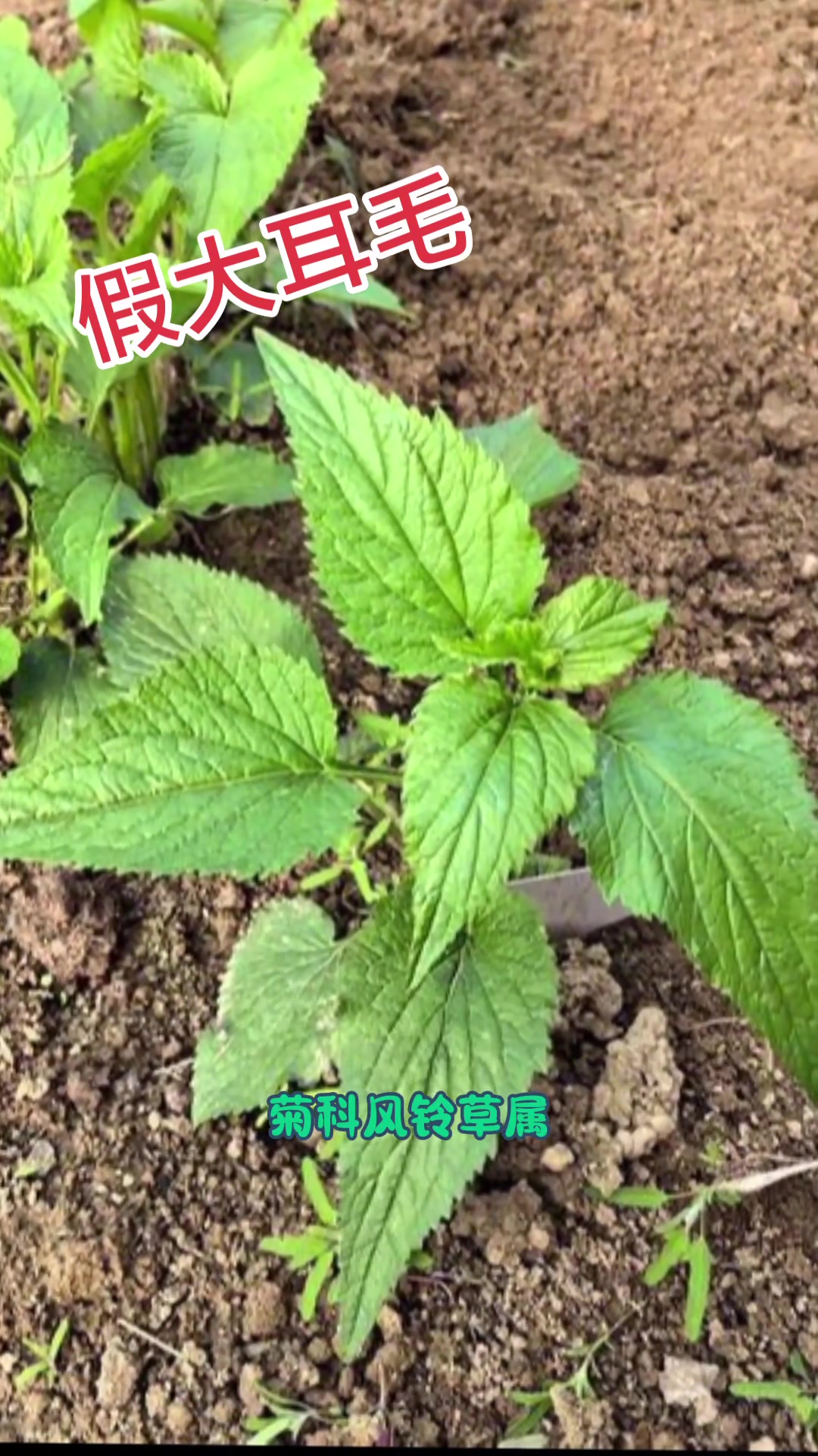 假大耳毛:学名紫斑风铃草,又称吊钟花、灯笼花