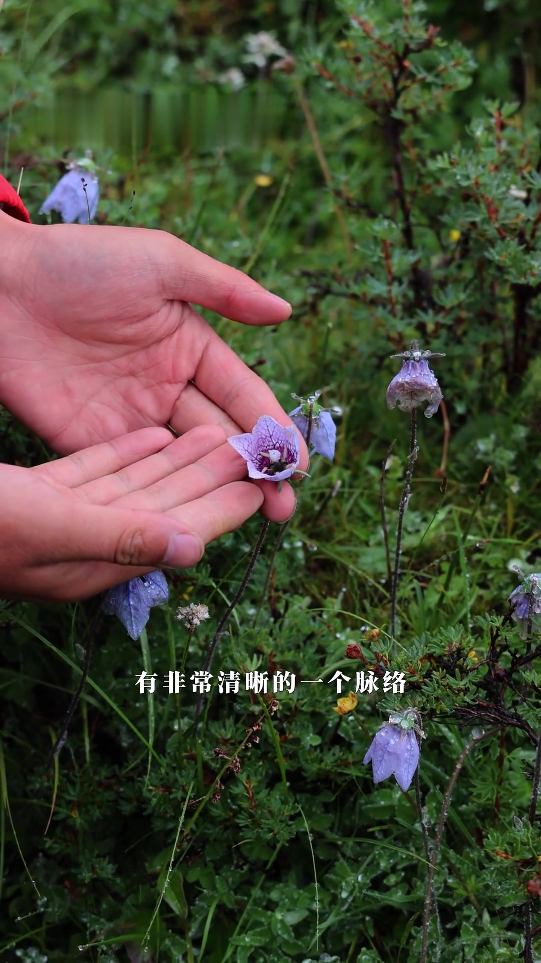 脉花党参:生长在高原的桔梗科党参属植物