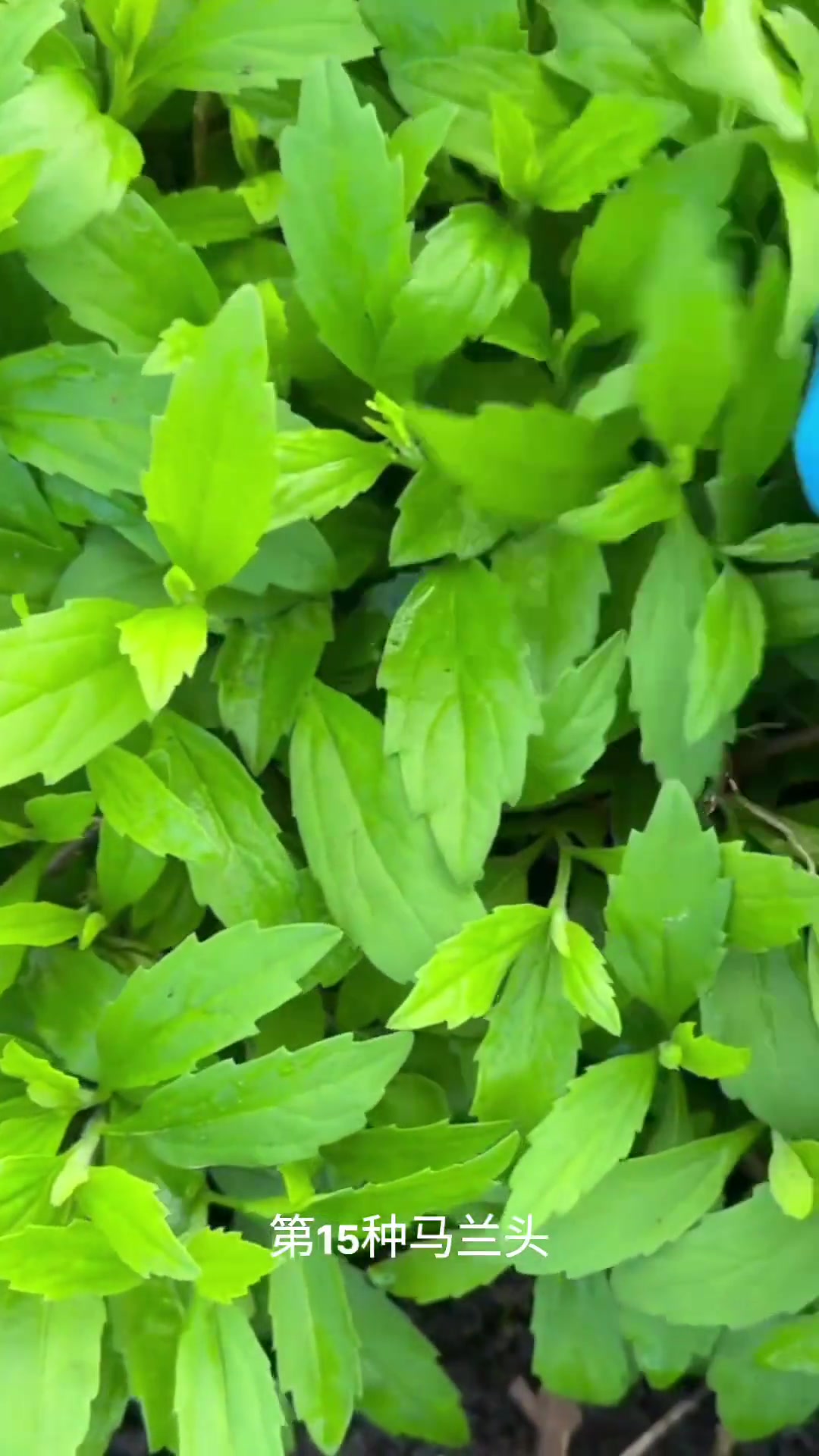 春天常见24种野菜大盘点,你认识几种?