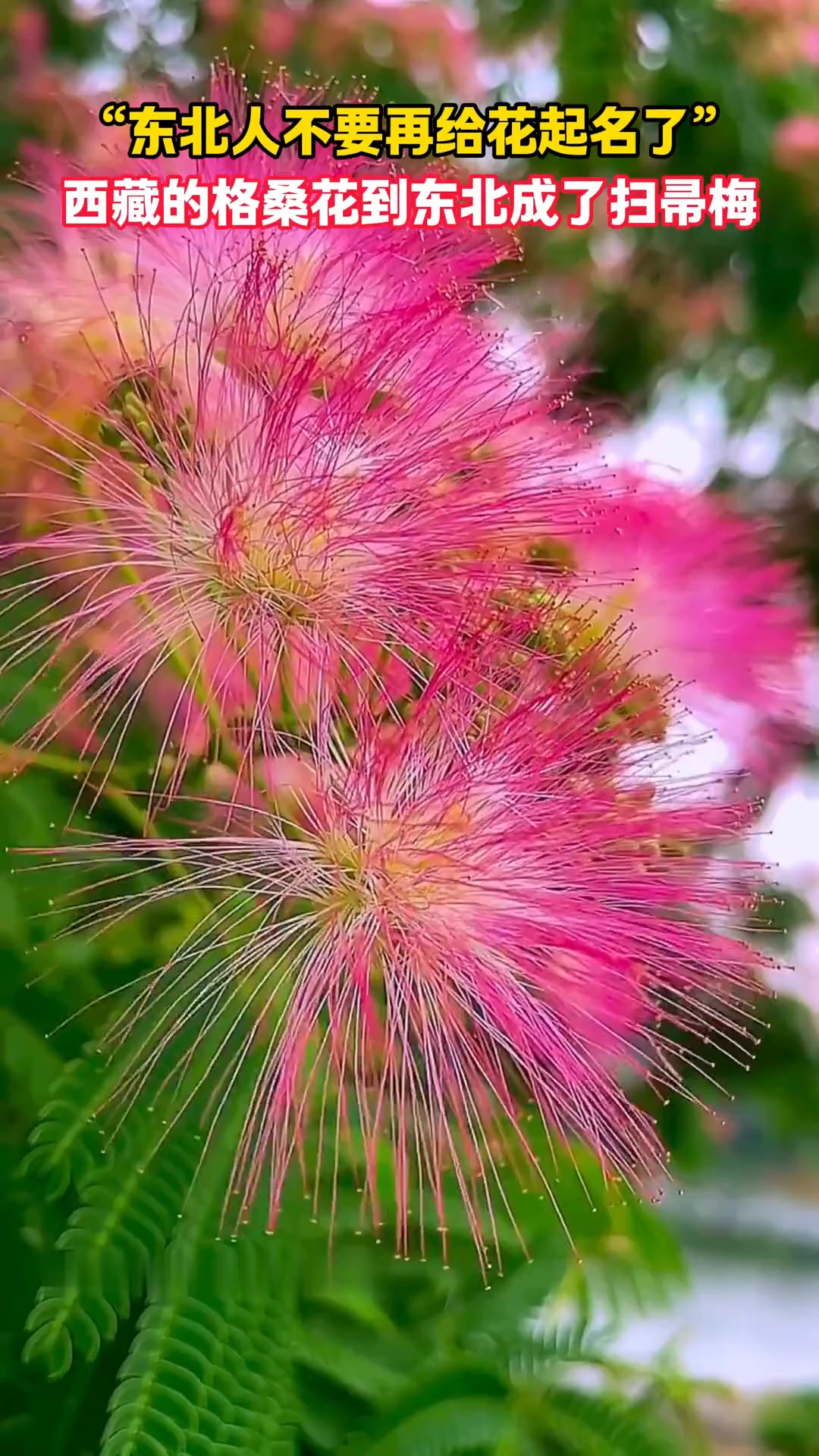 不建议东北人给花起名字,一个比一个接地气!