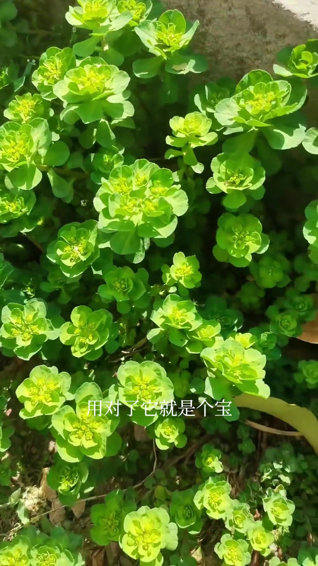 它的汁液有毒不要碰!喜欢摘野菜的朋友们,一定要认识它!泽漆别名:猫眼草,五朵云