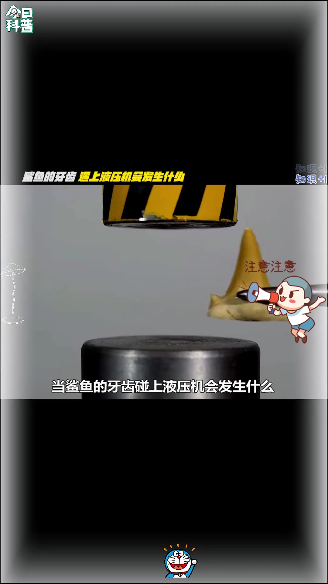 当鲨鱼的牙齿碰上液压机会发生什么