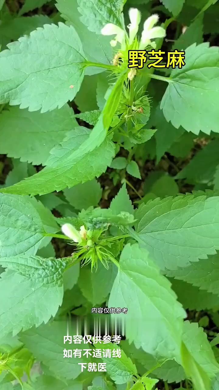 神奇野芝麻!价值高还分布多地,快来认识一下!