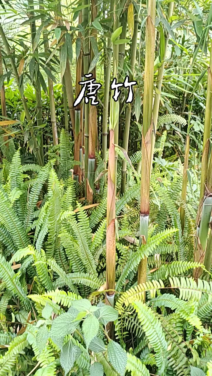 禾本科:唐竹属灌不状或乔木状竹类植物。唐竹。竿直立,幼竿深绿色,老竿无毛。箨鞘背面为淡红棕
