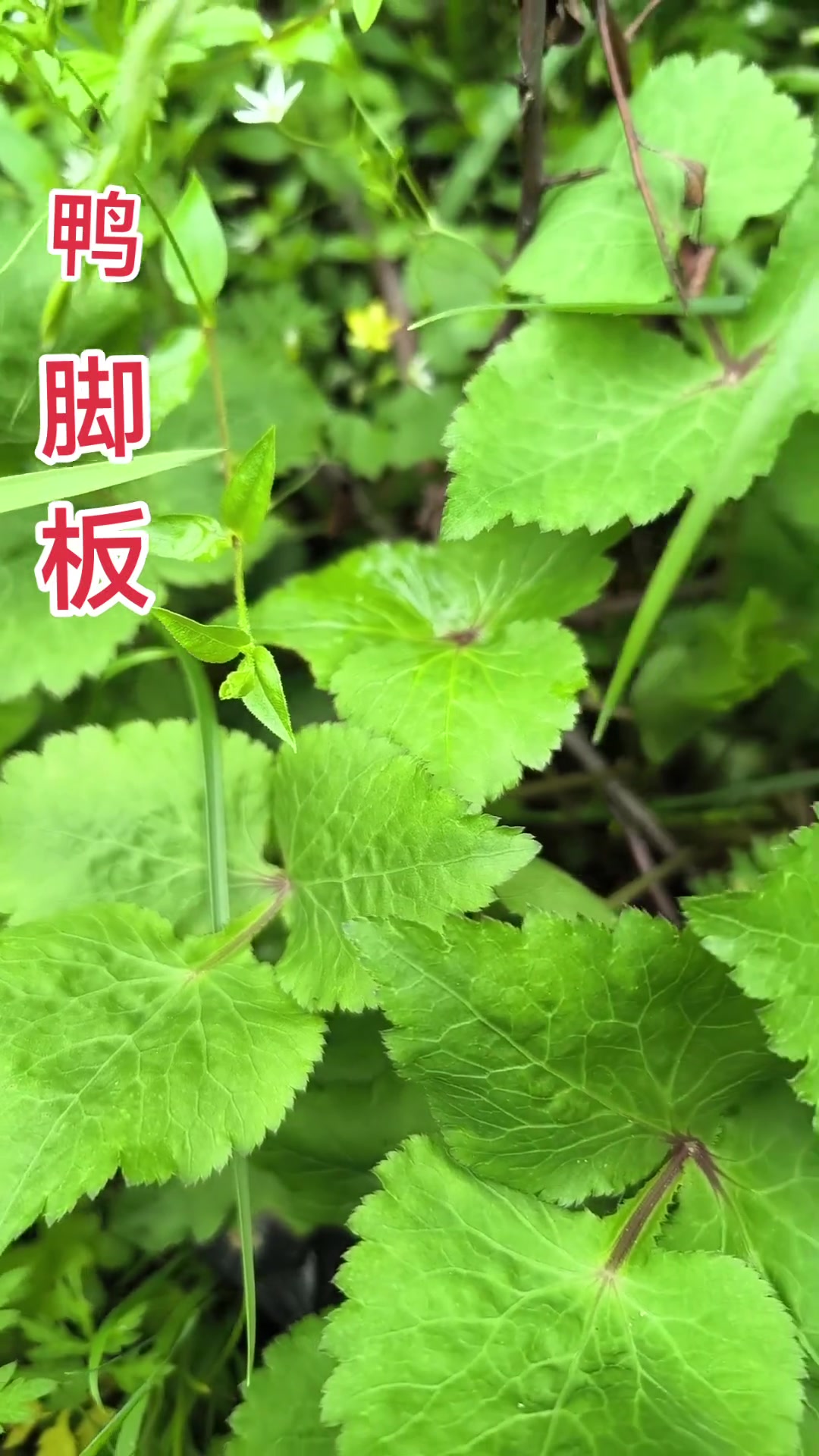 鸭儿芹,又叫鸭脚板,是一种美味的野菜,它还是一种药用植物