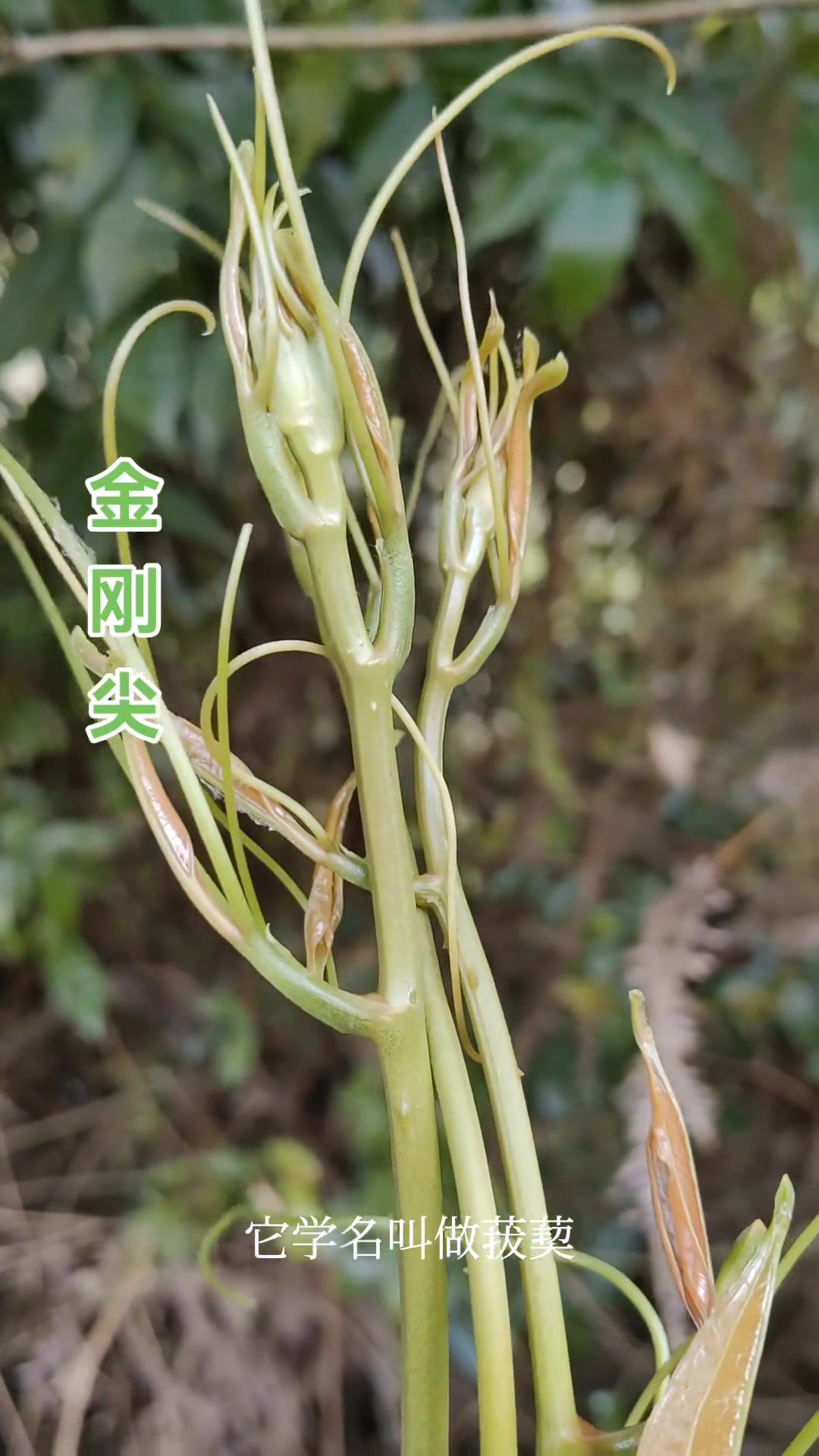 野菜金刚尖百恰,根能入药还能当野菜,你吃过吗?
