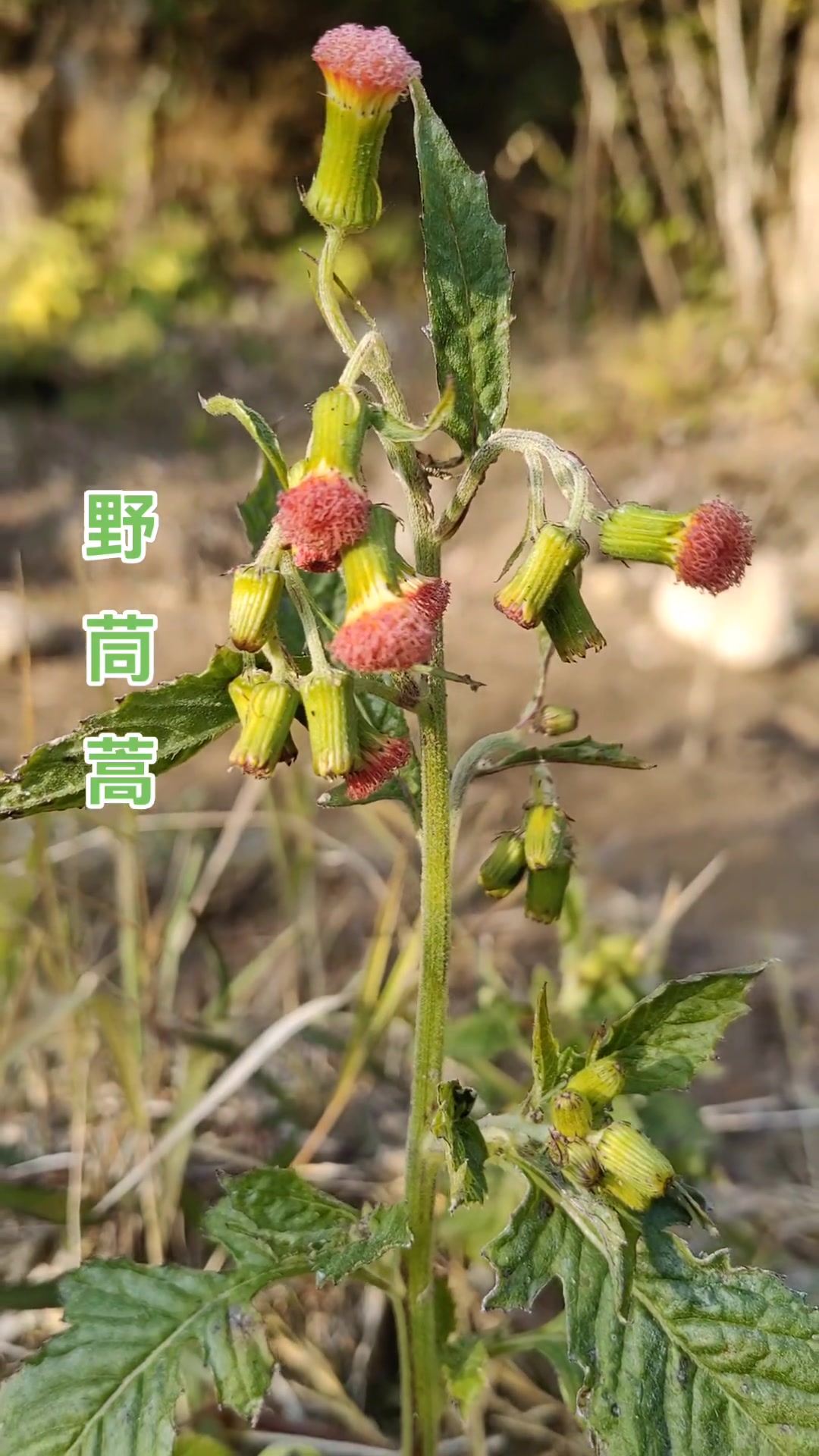 野茼蒿:革命菜,《本草纲目》载其用途