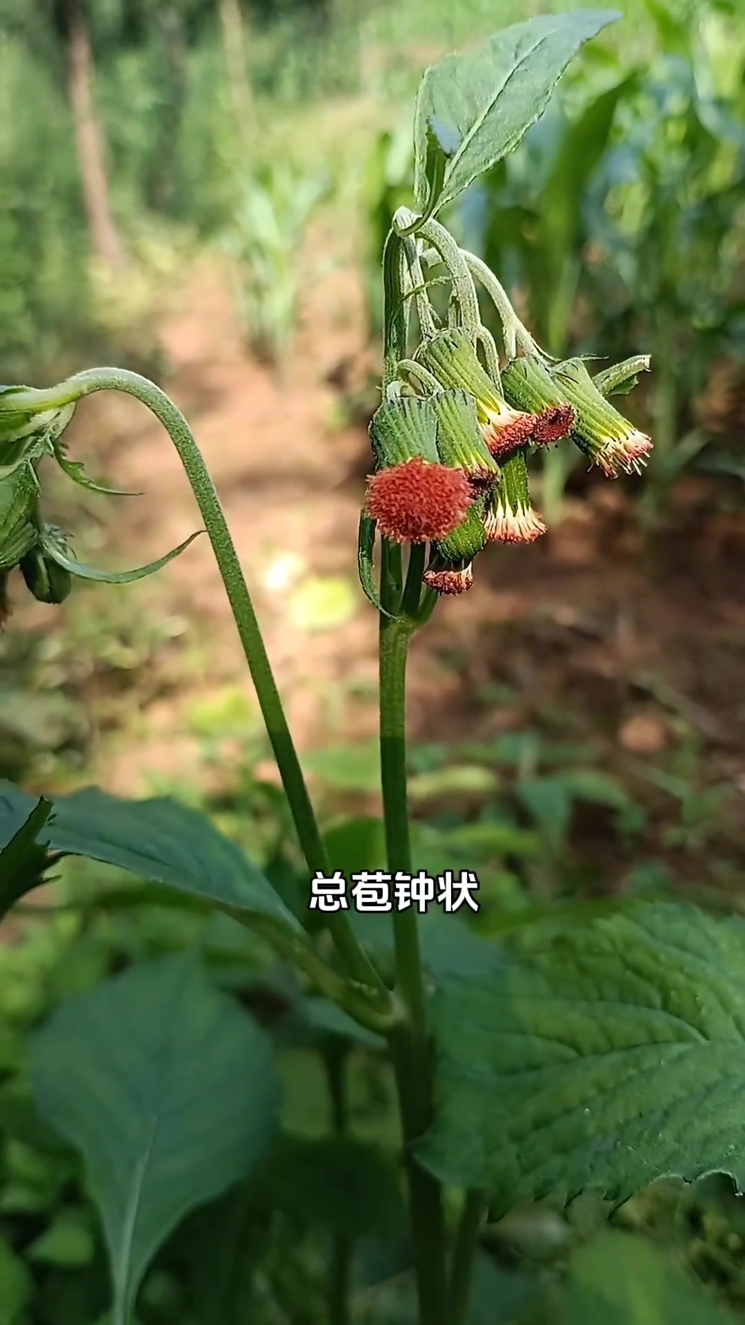 你可别小看这种植物,据说红军长征时,经常采食这种野菜,故名野茼蒿,又称革命菜!