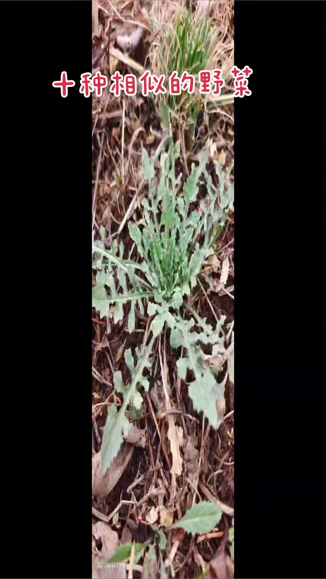 十种相似的野菜,你能分辨出来吗?