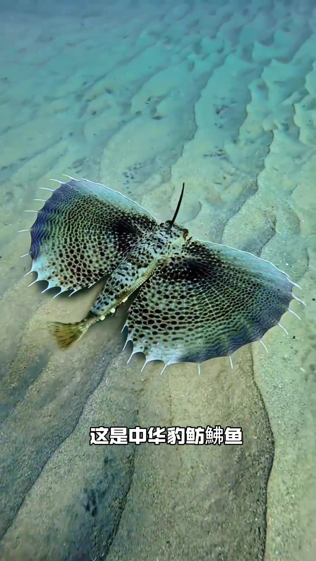 科普20种鱼类品种,你吃过几种?