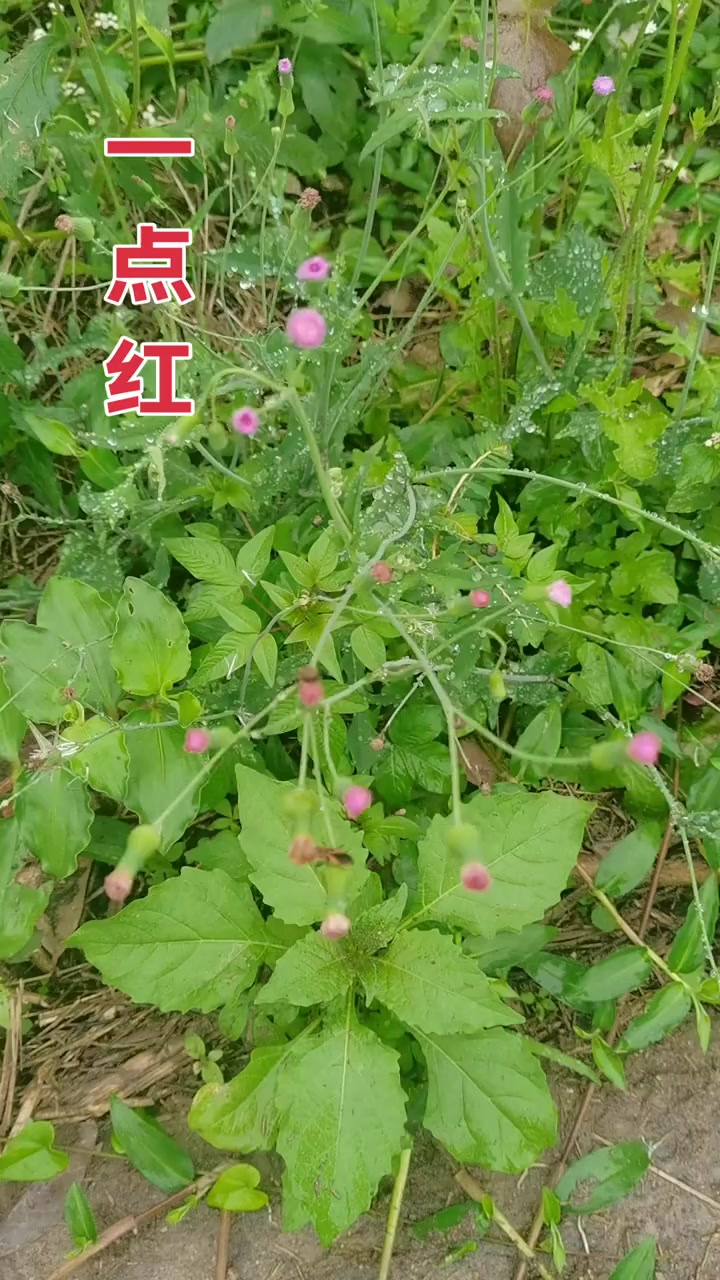 认识野菜一点红,这些特点你知道吗?