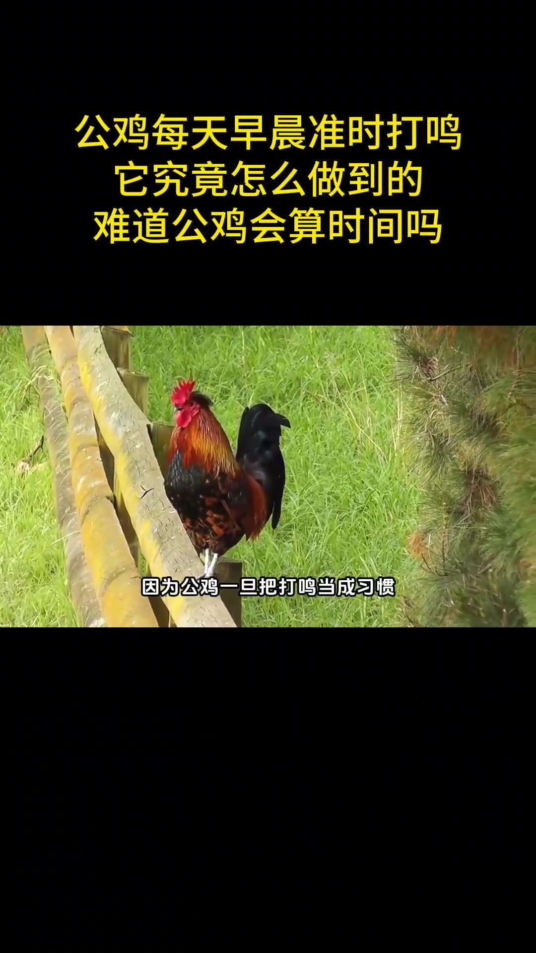 公鸡每天早晨准时打鸣,它究竟怎么做到的?难道公鸡会算时间吗?