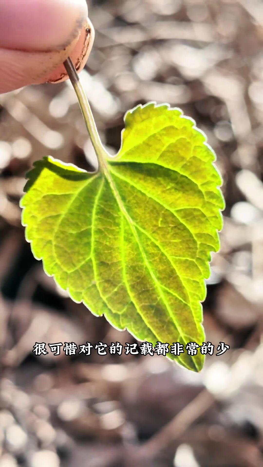 堇菜科的大熊猫。能遇到它太幸运了