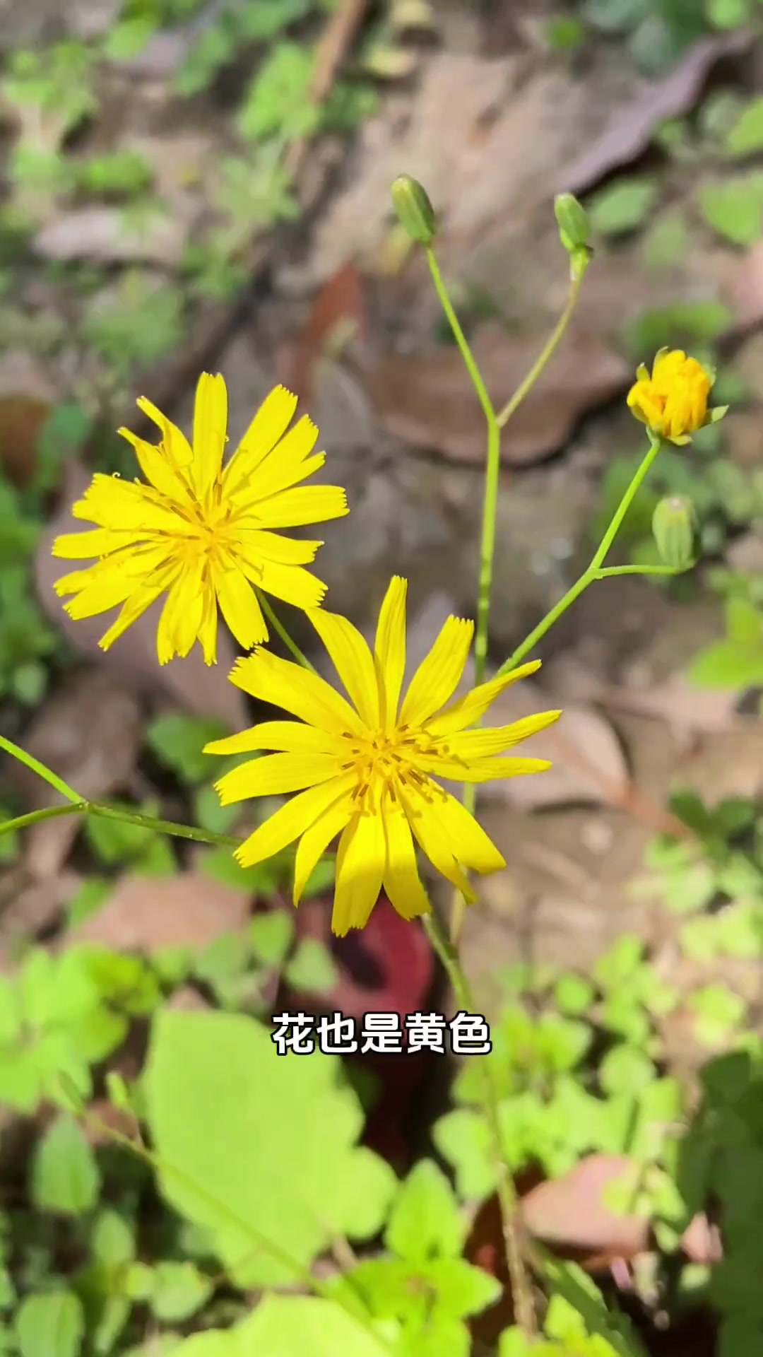 春天高价值野菜