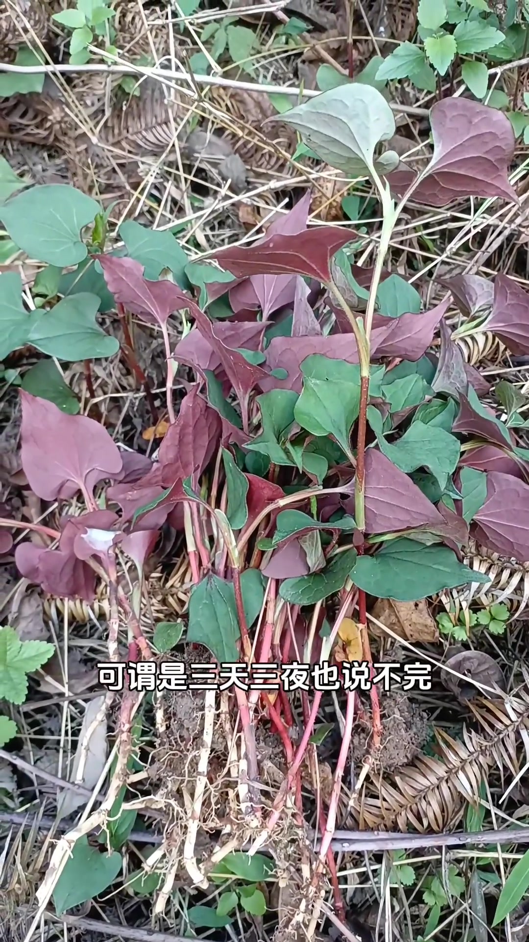 鱼腥草大家肯定都吃过,云南人管它叫折耳根,你们叫什么?它的学名叫蕺菜,它是用地上部分全草,