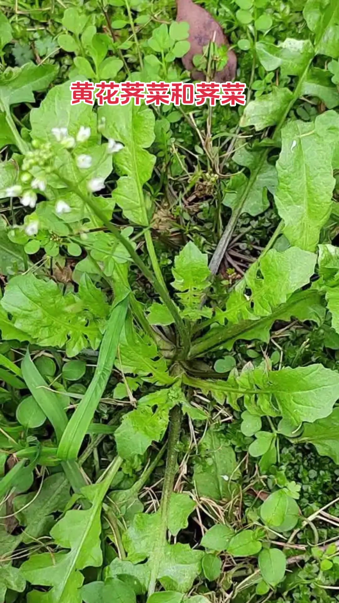 如何区分黄花荠菜和荠菜