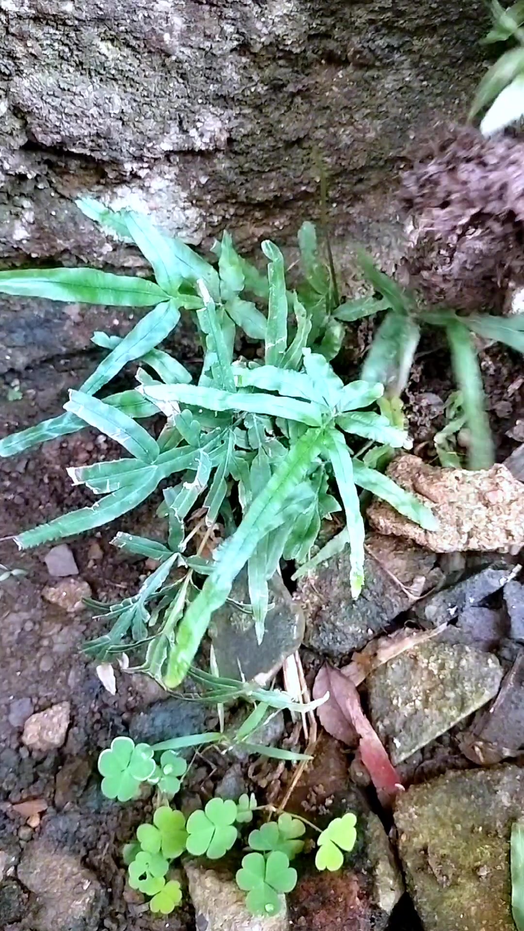 这个植物叫金鸡尾，可能好多人还不了解它的价值