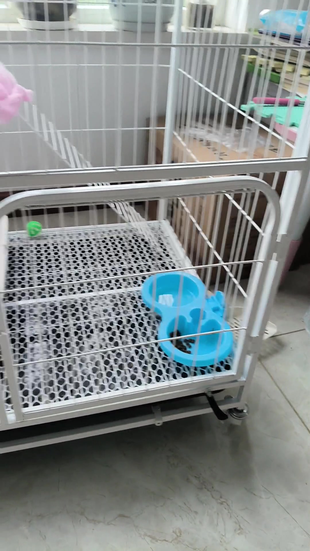 两只可爱的小白猫和白兔