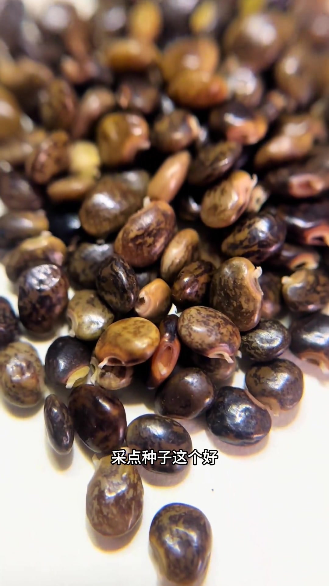 认识鸡骨草与毛鸡骨草种子的区别