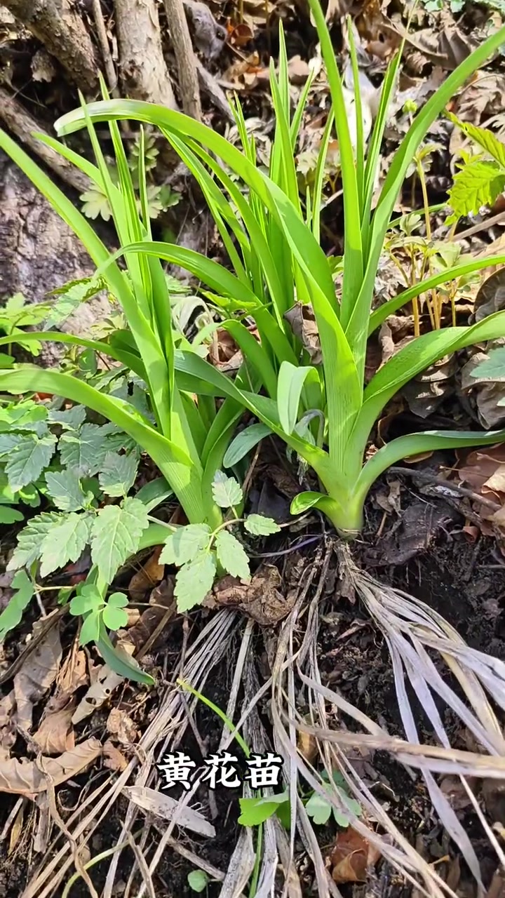 介绍东北三十种山野菜！看你吃过哪种！