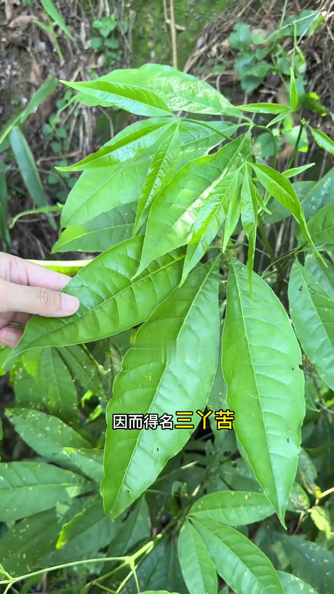 三丫苦这是一棵苦过“黄莲”的三丫苦,是芸香科植物,也是我们南方常见的植物,你有见过它吗?