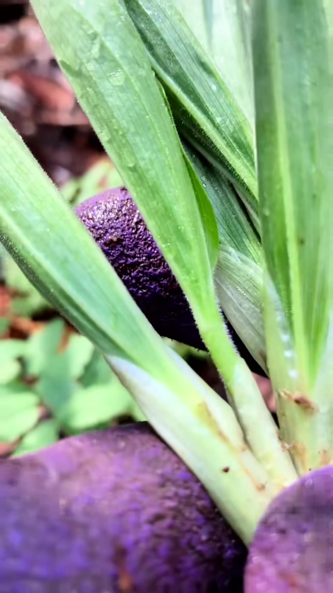东北山野菜大合集