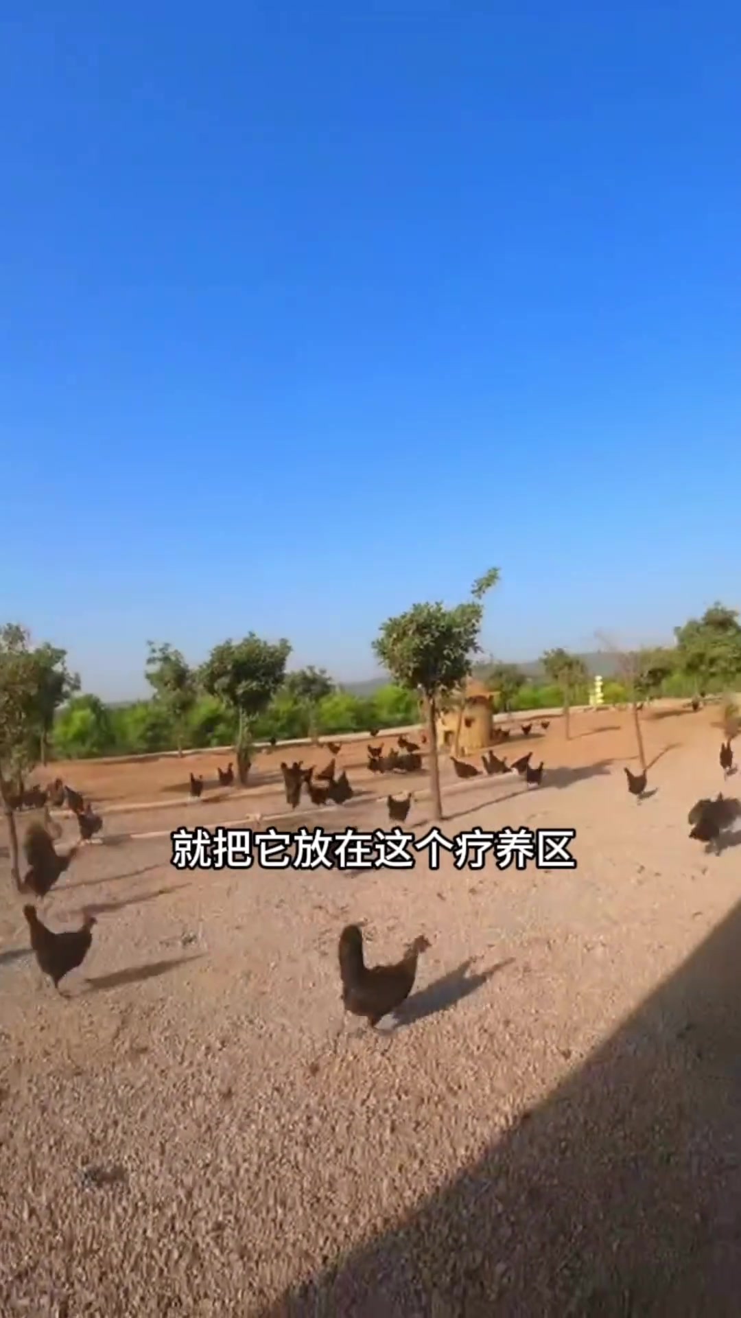 有机鸡蛋生产、认证及质量检测情况解读