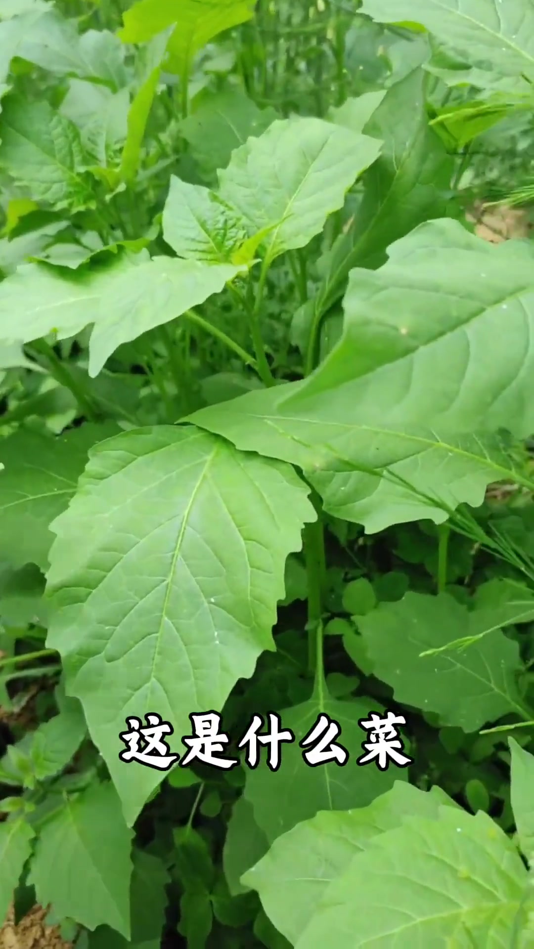 盘点科普分享一些菜的种类,你看你认识几种!