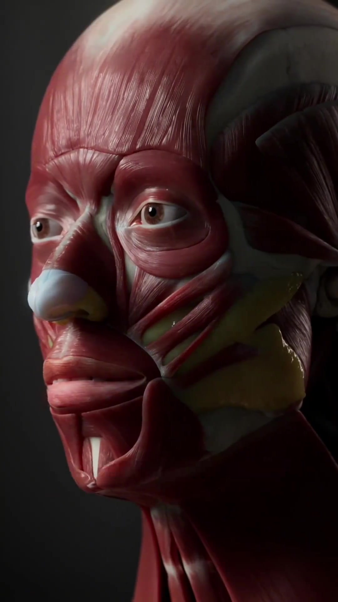 你了解我们面部的肌肉吗