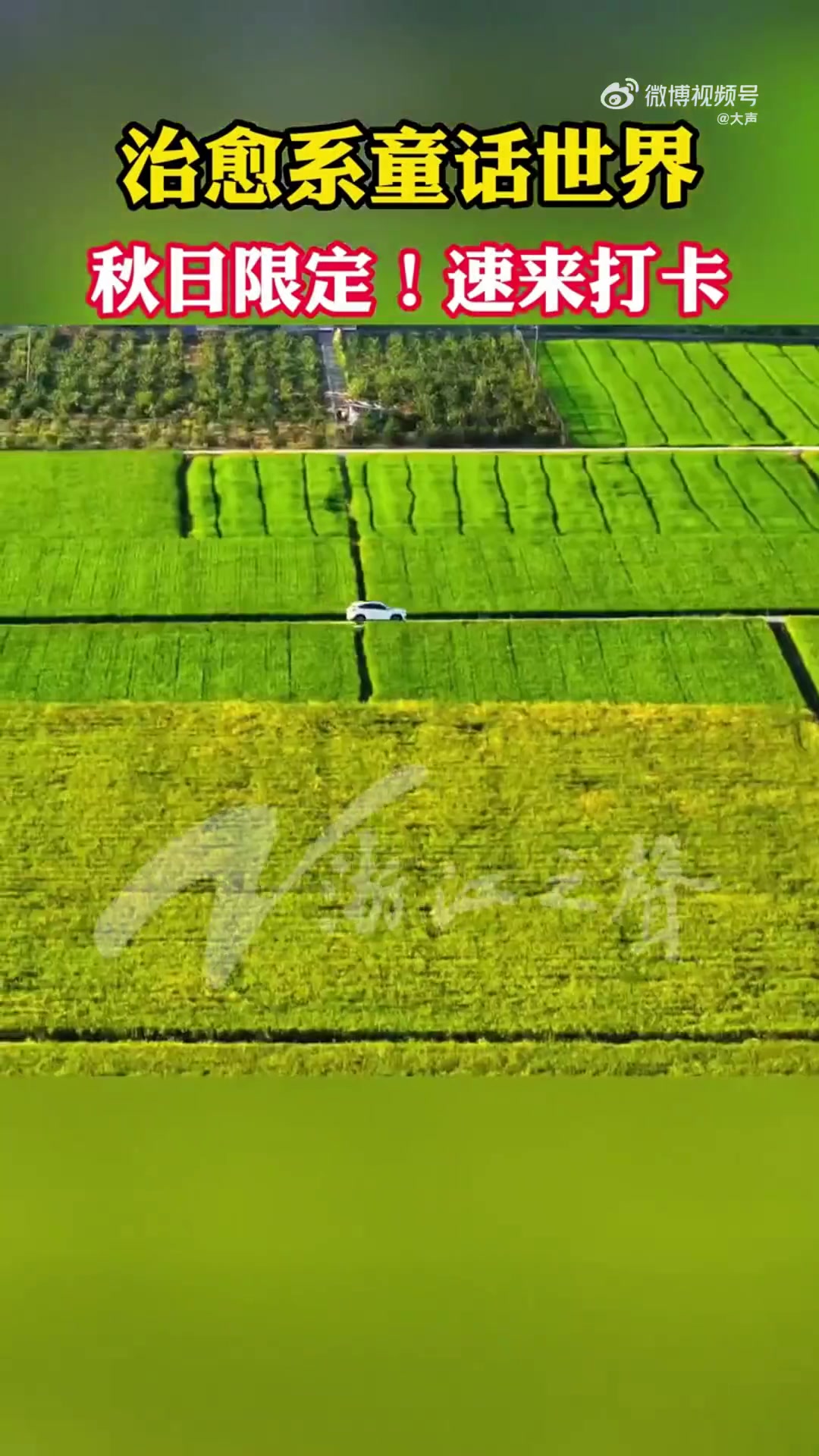 九月的风掠过,温州瑞安桐浦瑞枫线两侧的稻浪渐渐染上金黄。近日,不少摄影爱好者和游客专程前来
