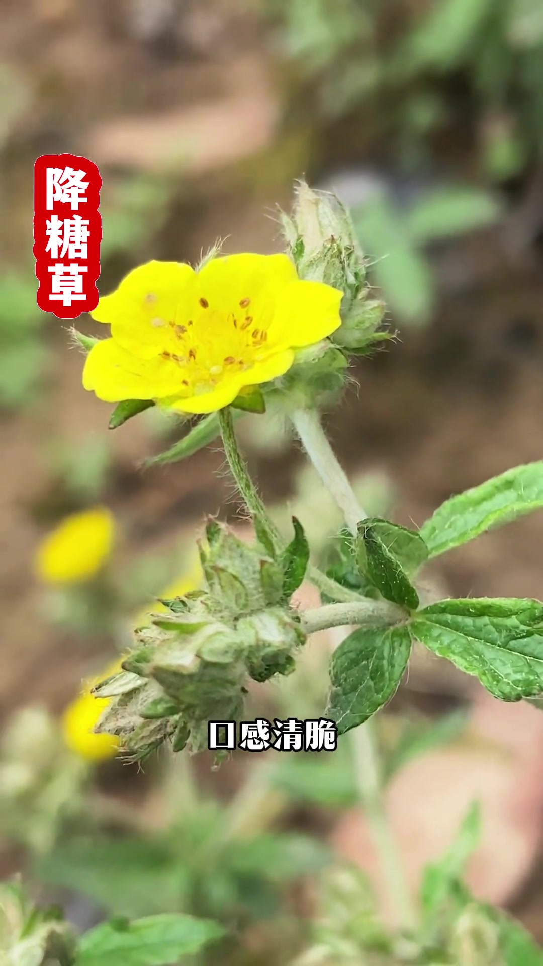 野外高价值鸡腿草