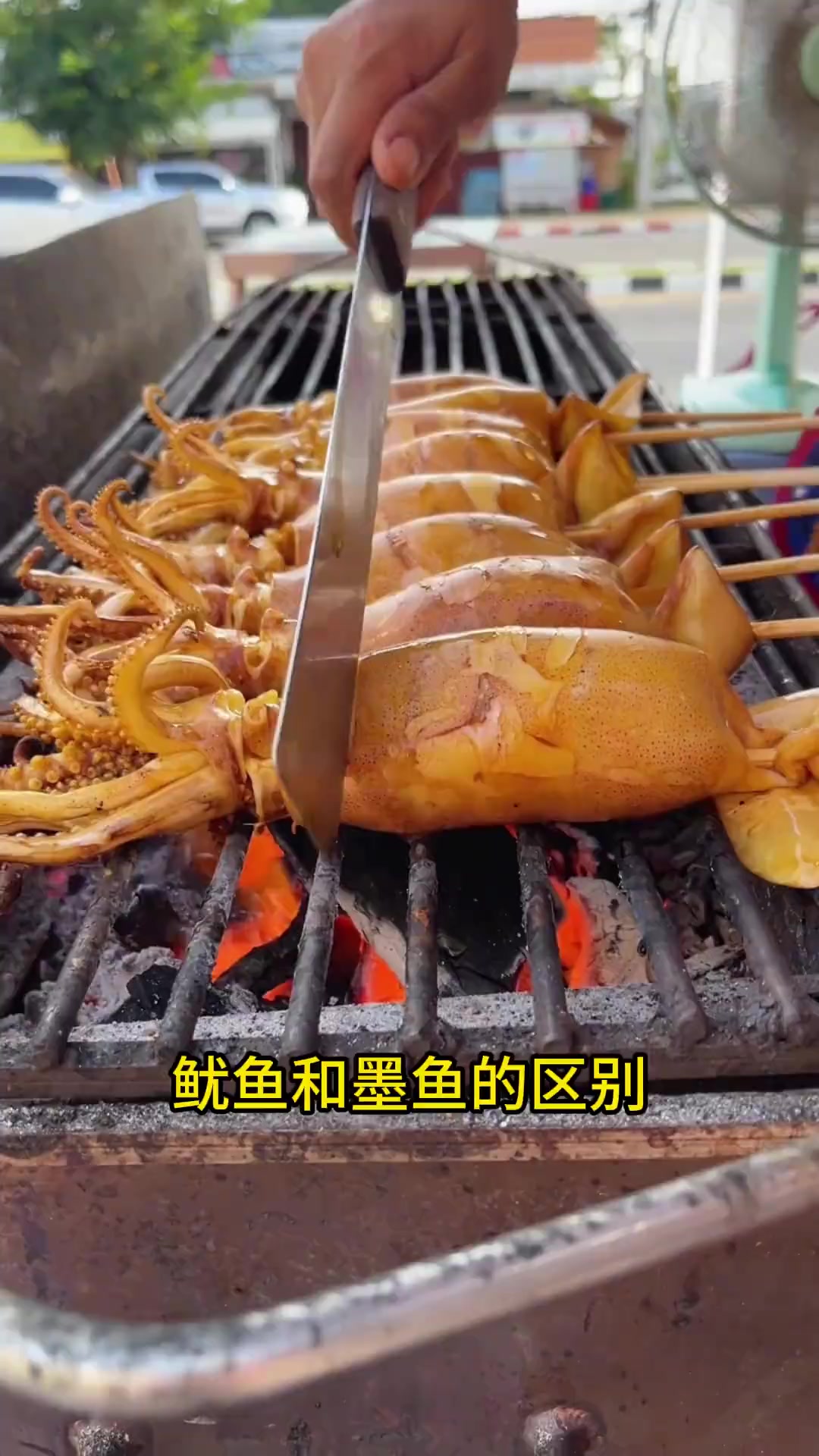 鱿鱼和墨鱼有什么区别?鱿鱼和墨鱼有什么区别?
