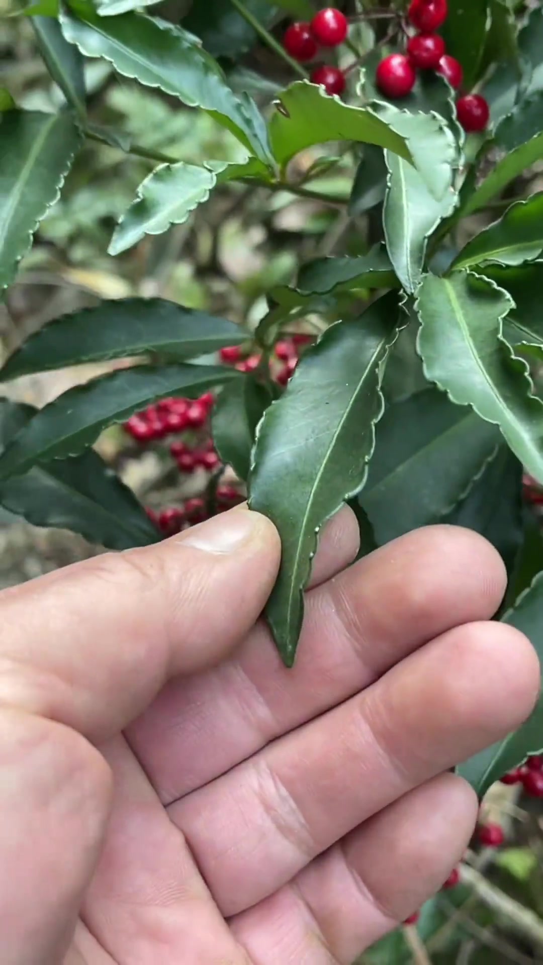 冬天大山里结着红果子的植物