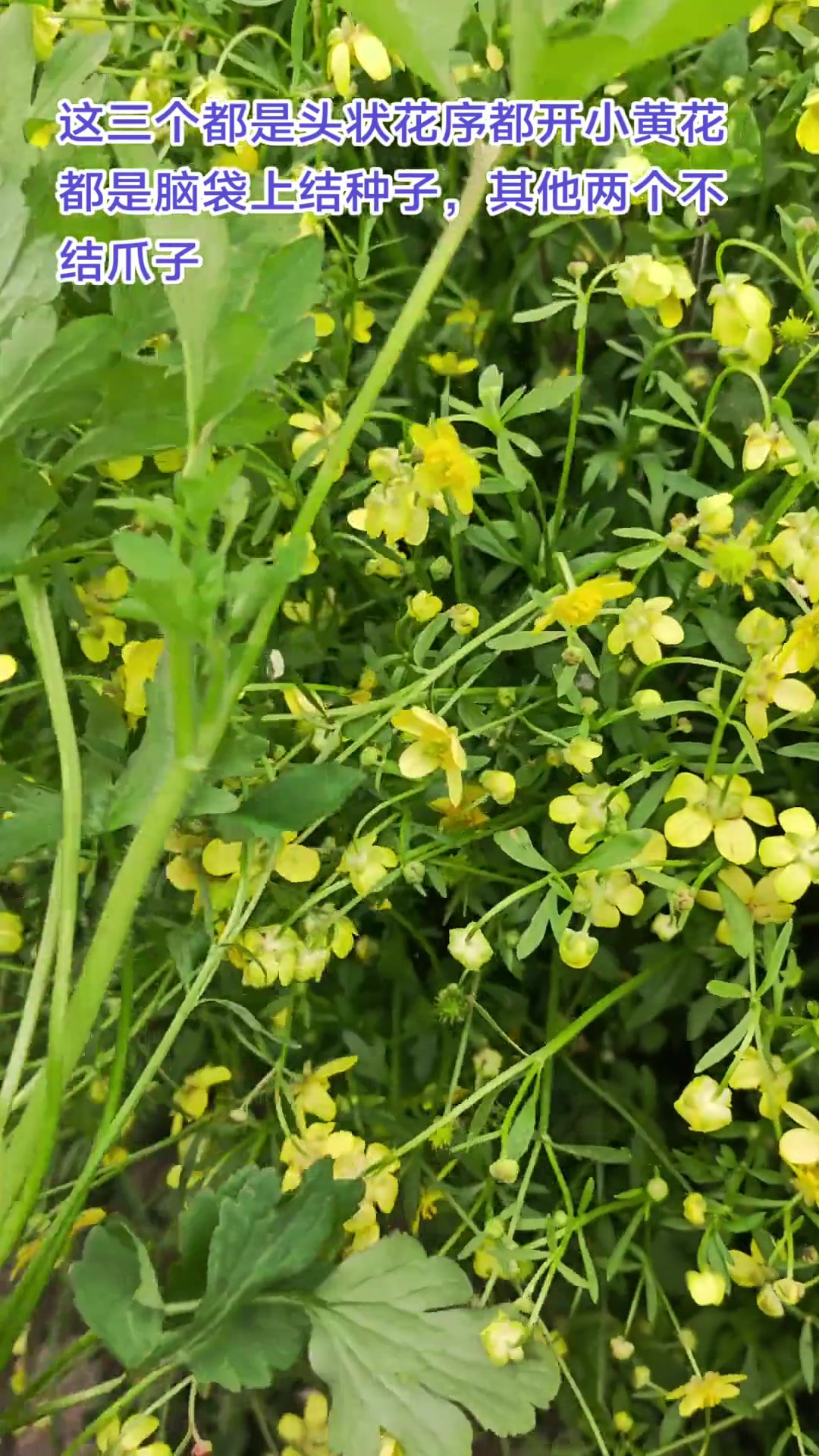 猫爪草,野芹菜,鸭脚板三者区别