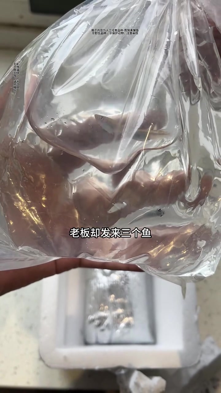 我养的小鱼怀孕了,但是为啥红色的鱼能生出银色的鱼宝宝呢?