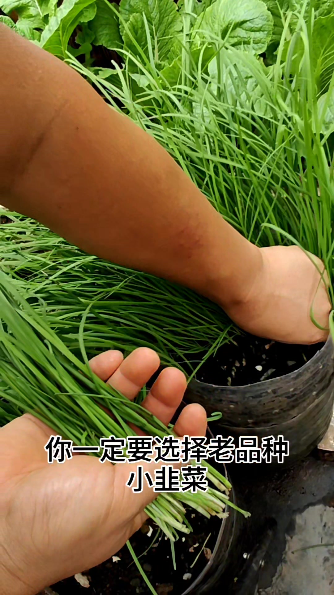 韭菜到底怎么种好?做好这一点就行了