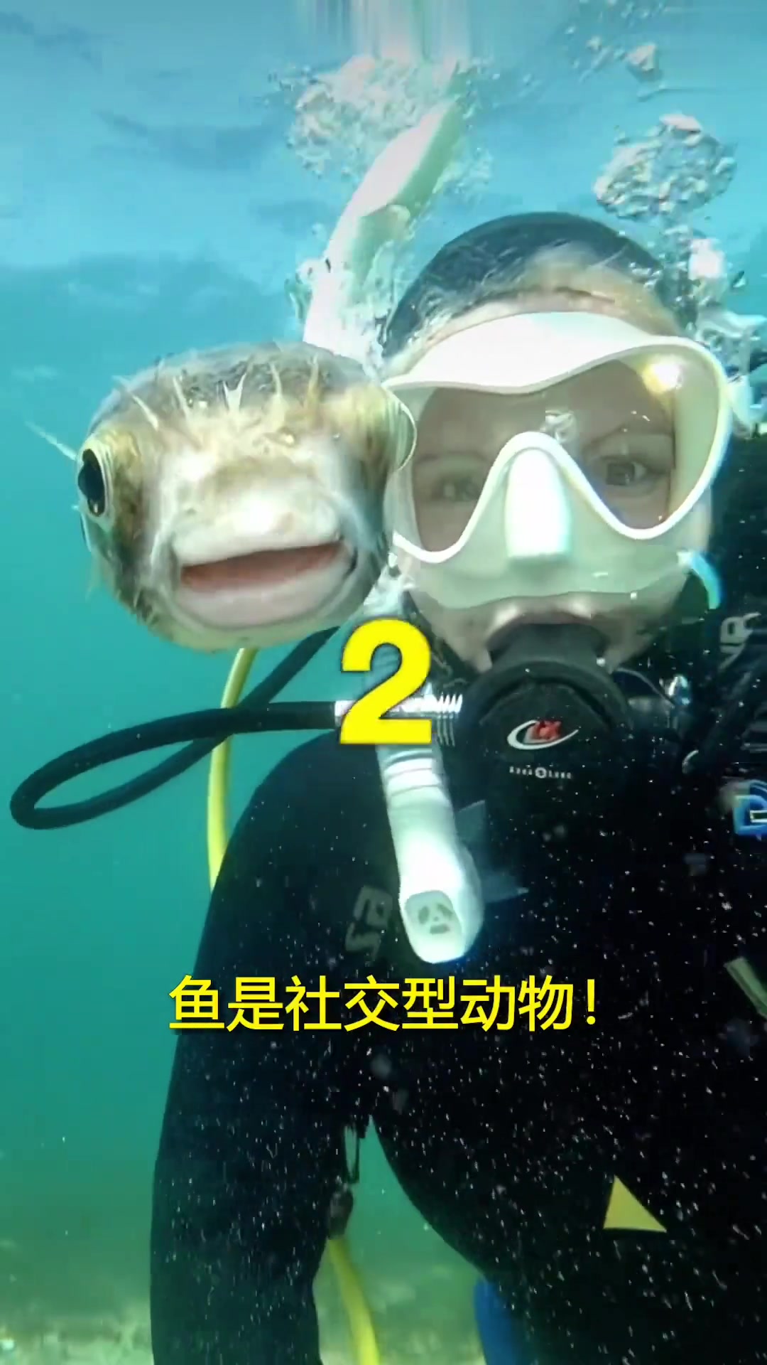 关于鱼,你不知道的3件事～鱼真是被低估了!