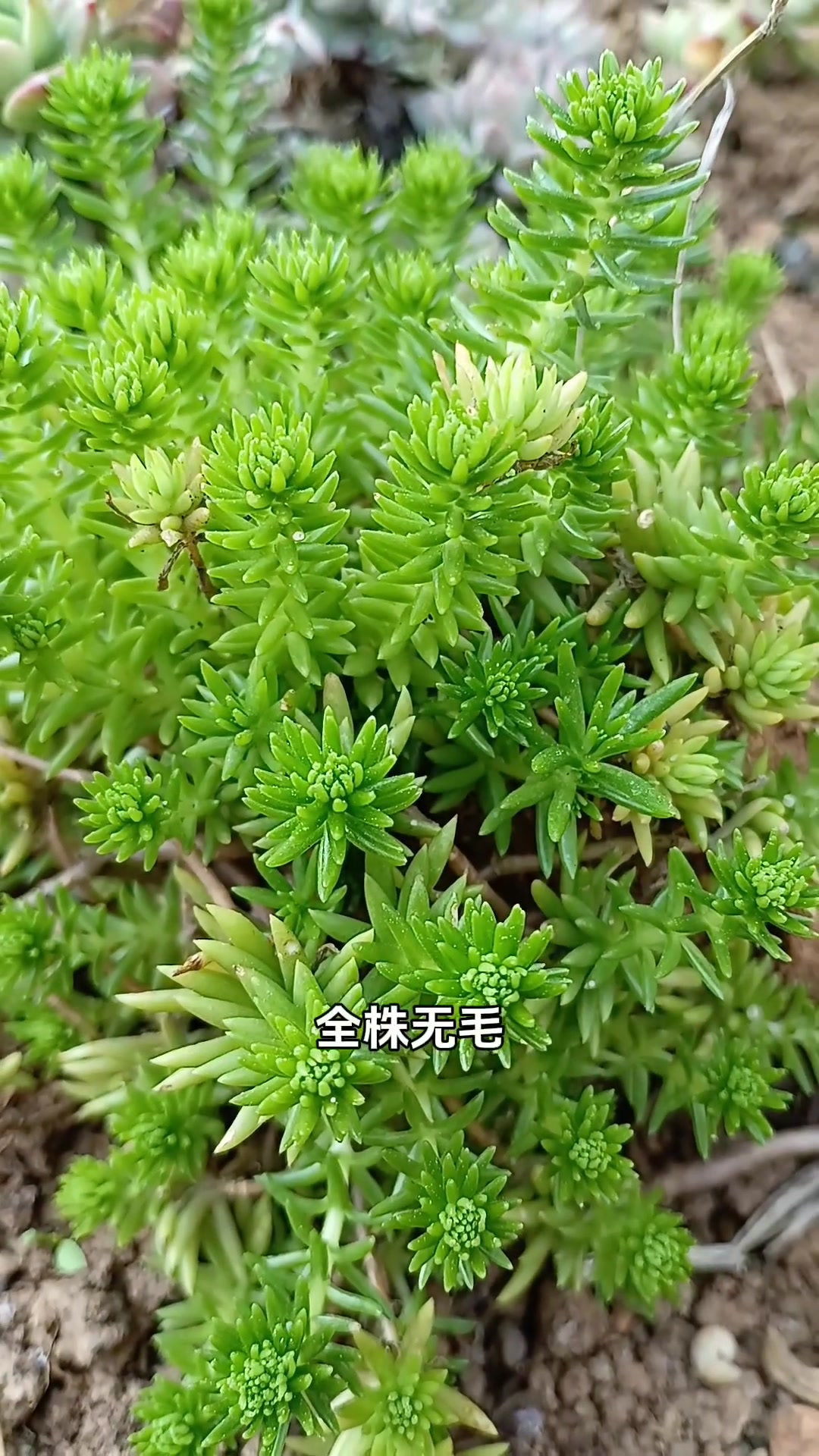 这种和垂盆草相似的植物叫佛甲草,因午时开花,故称午时花!