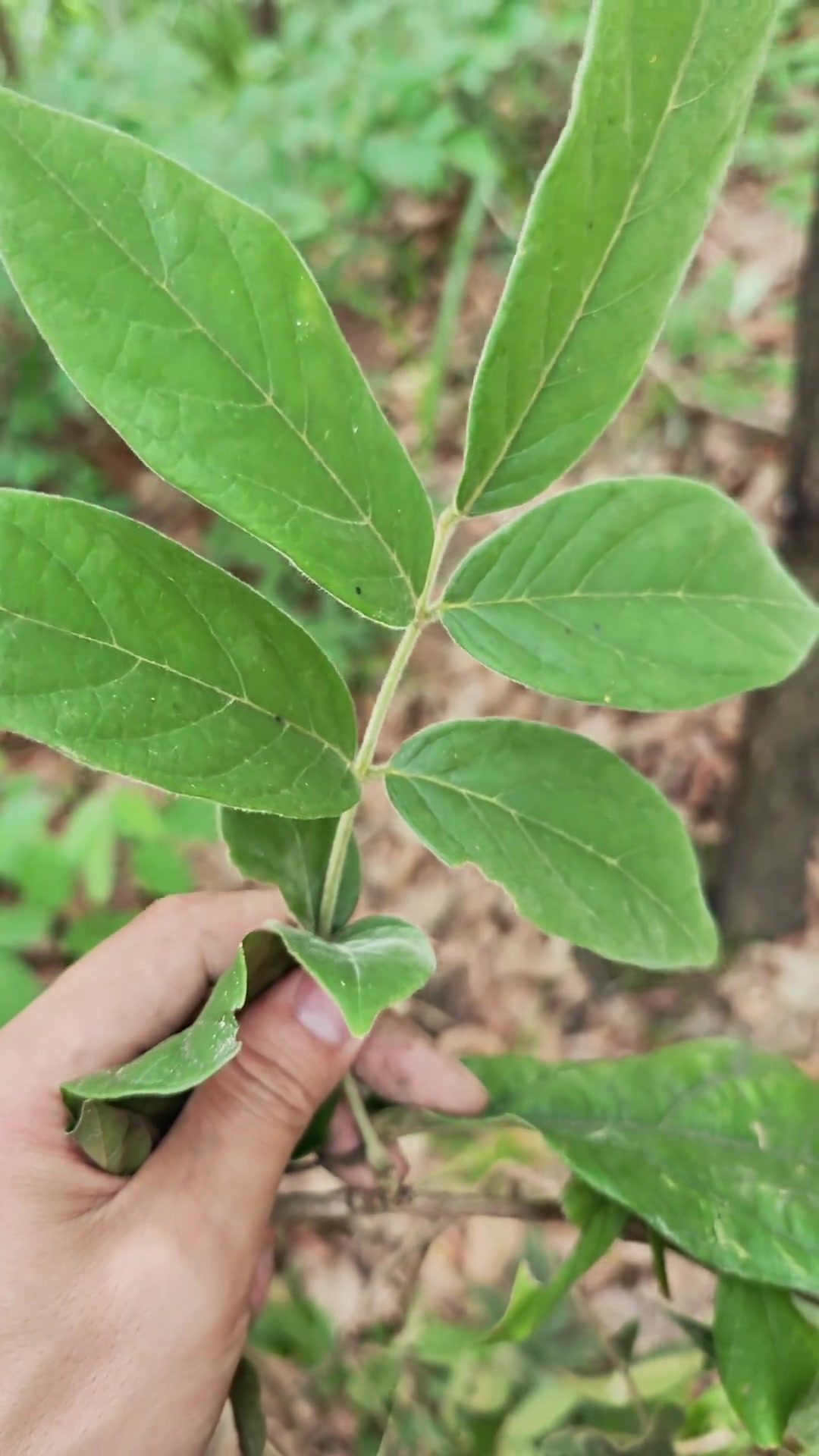 香花鸡血藤大揭秘!这些问题它都能搞定!