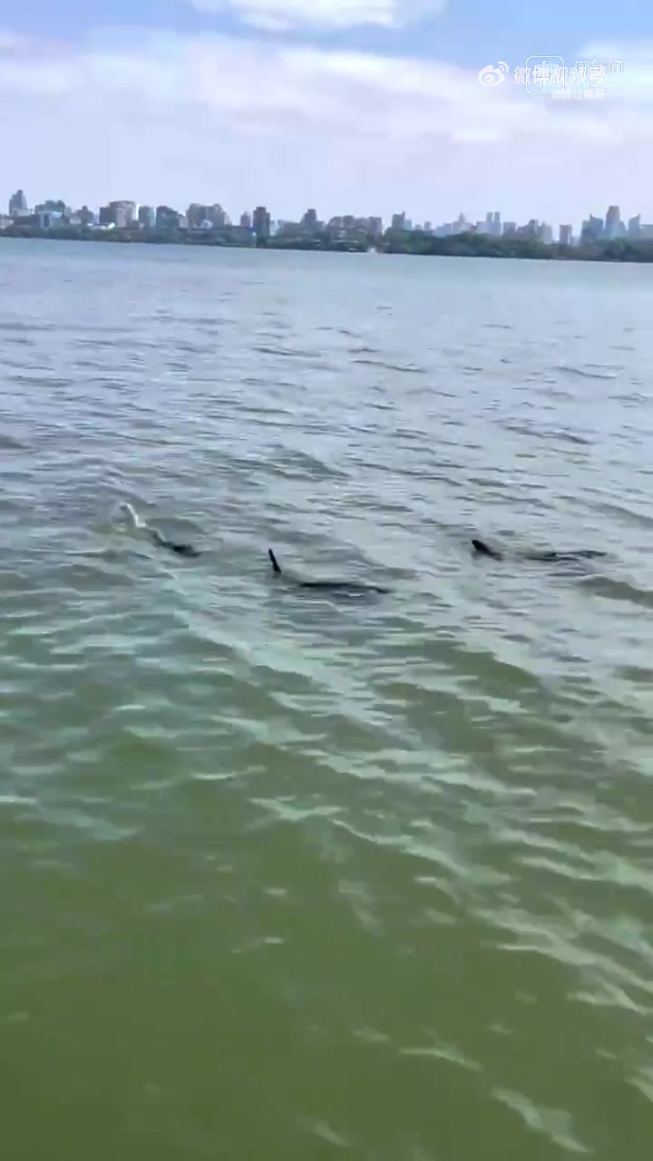 在西湖边玩,手机不小心掉进湖里,怎么办?过去,西湖捞哥会第一时间帮忙。如今,西湖景区公安最