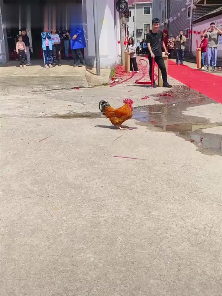 鸡儿流血不流泪