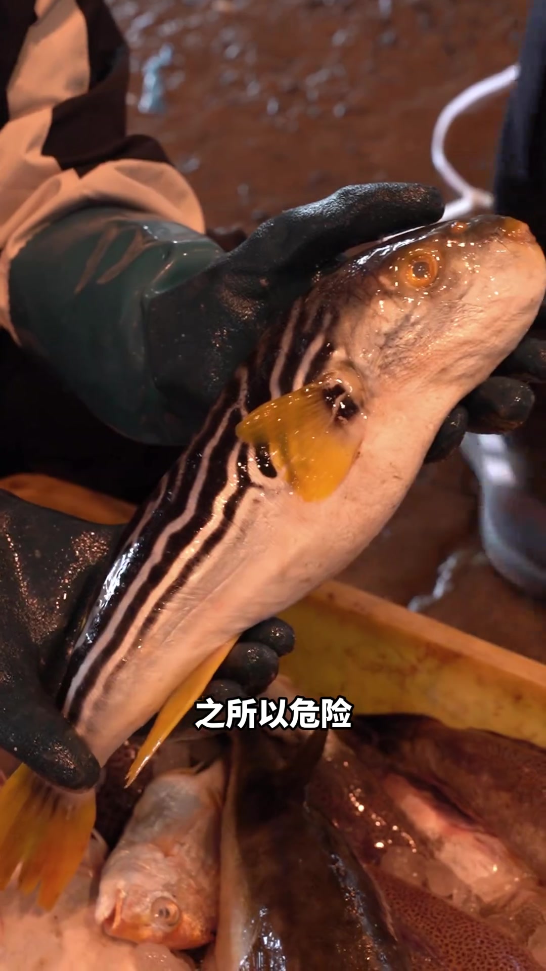 这个是我们浙江沿海最危险的鱼——河豚