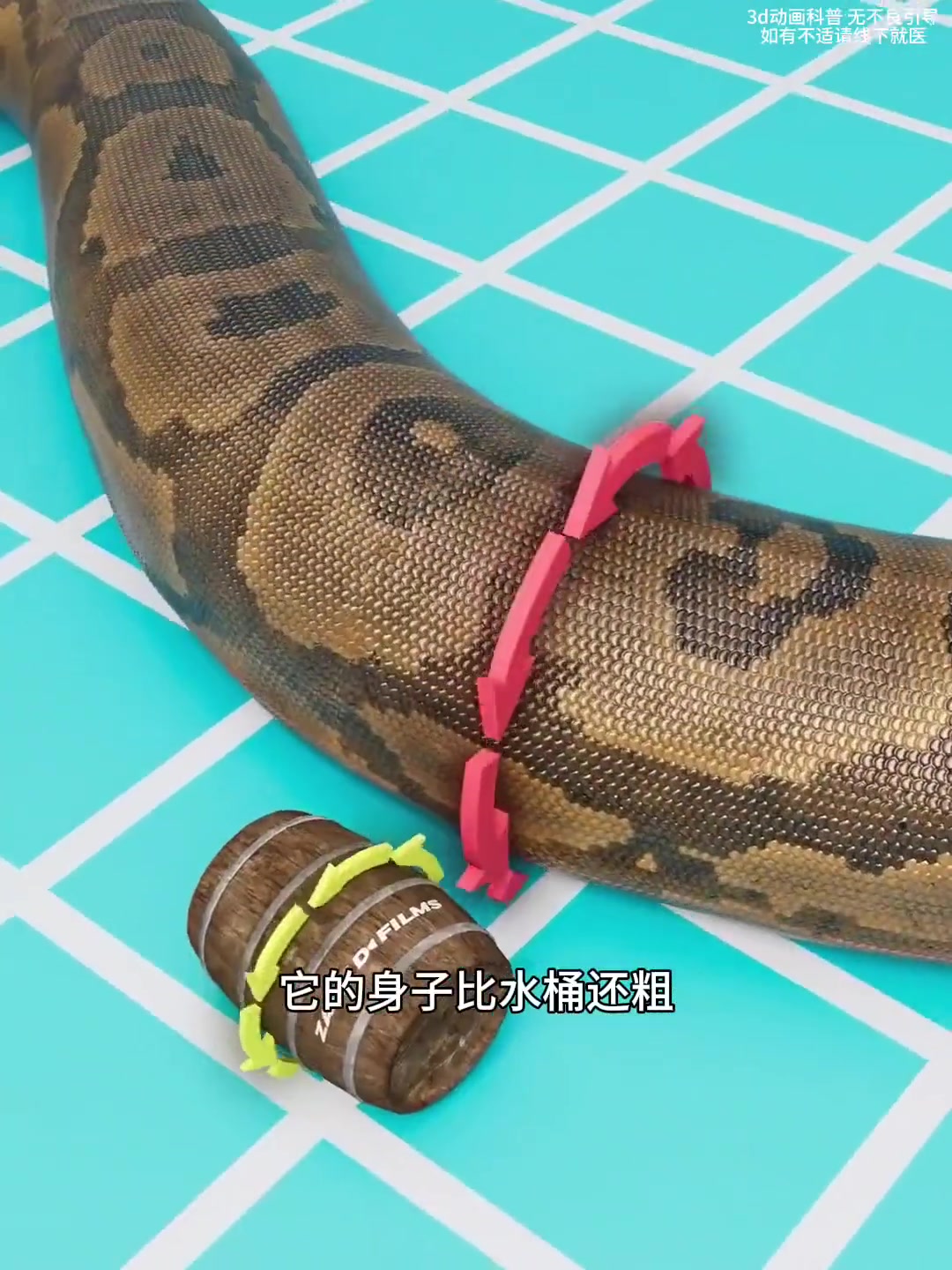 超猛大蛇吞食鳄鱼,还有你不知道的蛇的秘密!