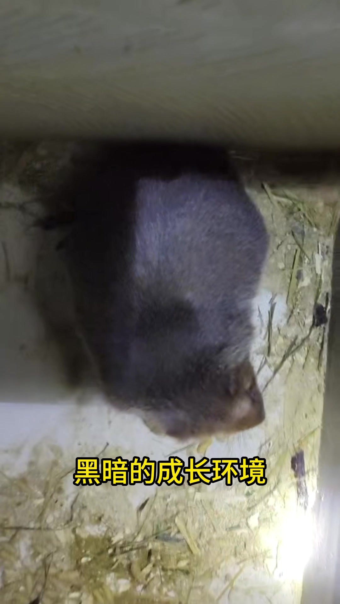 小野狼师傅为什么要做双层养殖池?双层养殖池能合理利用养殖空间