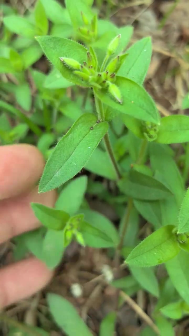 原野卷耳可入药你知道吗