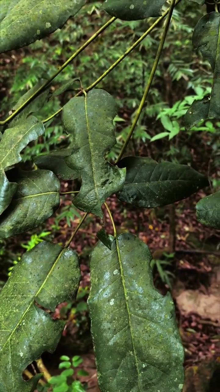 很多人没见过有毛鸭脚木和有毛鸭脚木还有有刺鸭脚木,很多人傻傻分不清